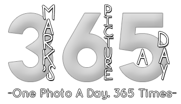 365 Logo