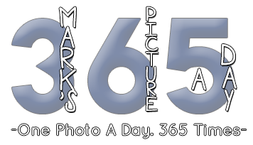 365Logo